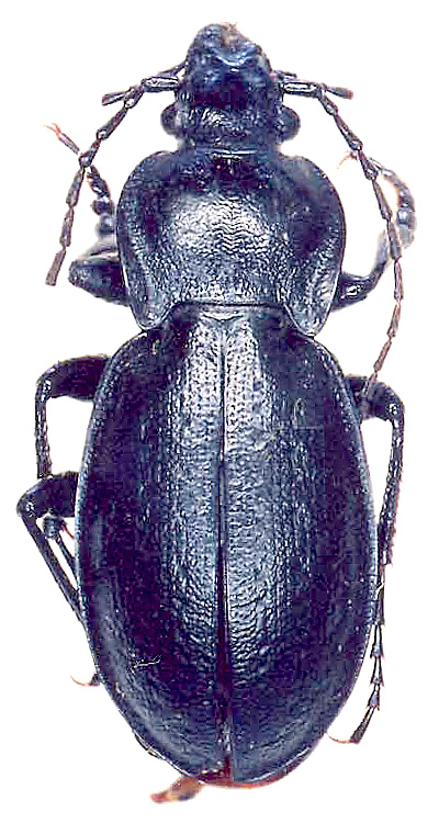 Carabus (Trachycarabus) sibiricus kolosovi Zinovjev, 1997