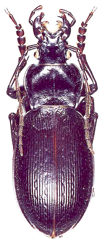 Carabus (Morphocarabus) spasskianus schestopalovi Plutenko, 1995