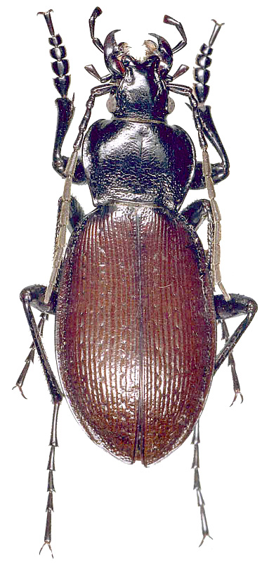 Carabus (Morphocarabus) spasskianus zinaidae Obydov, 1997