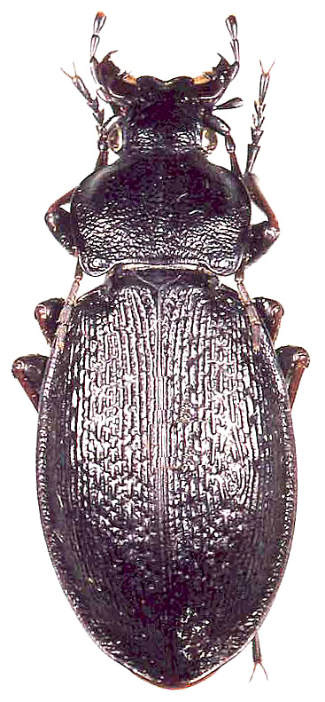Carabus (Morphocarabus) chaudoiri beladici Obydov, 2001