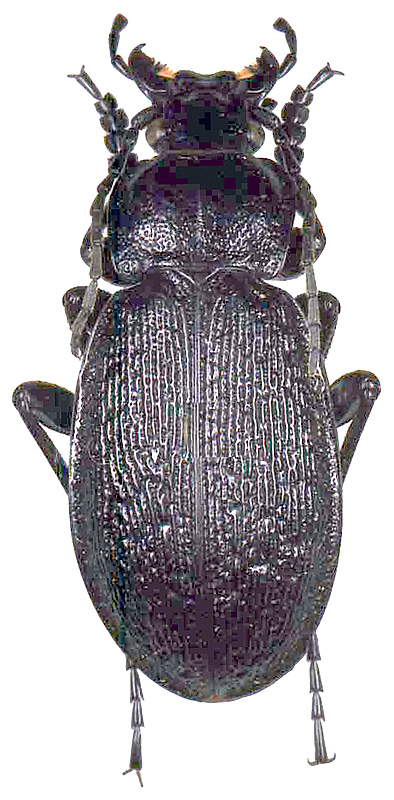 Carabus (Morphocarabus) chaudoiri shilenkovi O. Berlov, 1989