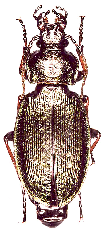 Carabus (Morphocarabus) chaudoiri zaikai Obydov, 1999
