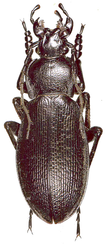 Carabus (Morphocarabus) eschscholtzi eschscholtzi Mannerheim, 1827