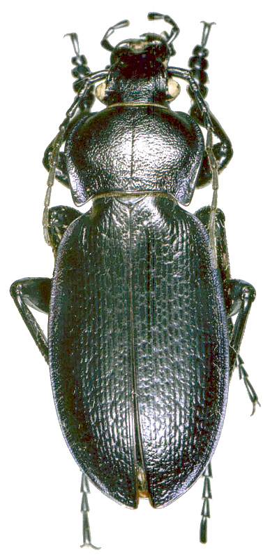 Carabus (Morphocarabus) eschscholtzi zyrjanovskianus Shilenkov et O. Berlov, 1996