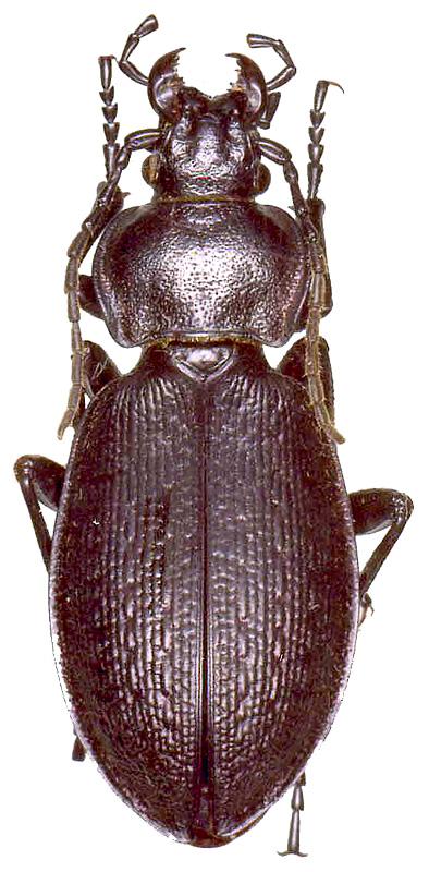 Carabus (Morphocarabus) odoratus magadanicus Obydov, 1999