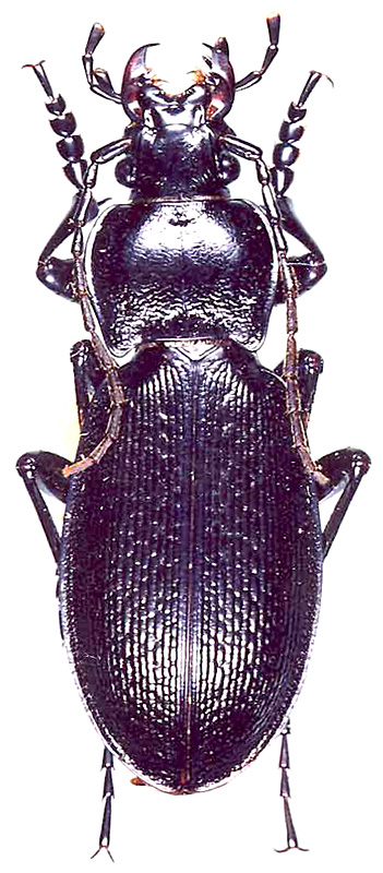 Carabus (Morphocarabus) spasskianus cracens Obydov, 1999