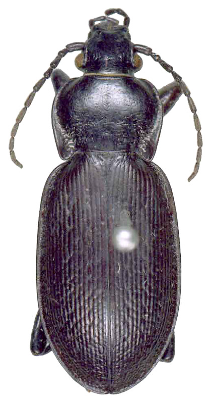 Carabus (Morphocarabus) tarbagataicus tarbagataicus Kraatz, 1878