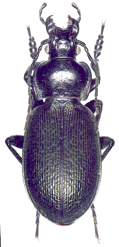 Carabus (Morphocarabus) tarbagataicus dshungaricus Csiki, 1927