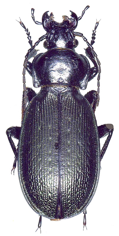 Carabus (Morphocarabus) tarbagataicus pietrorattii Deuve, 1991