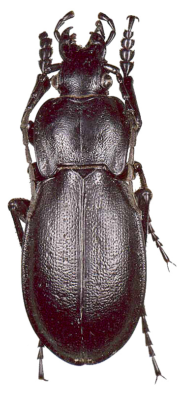 Carabus (Trachycarabus) sibiricus gvozdevae Obydov, 1997