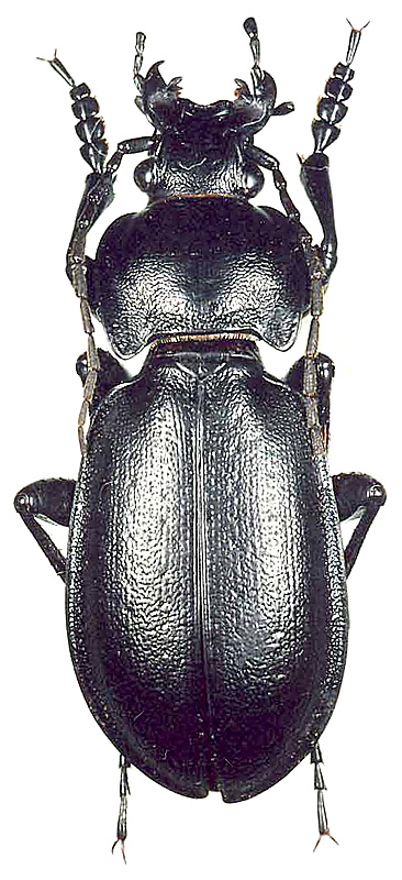 Carabus (Trachycarabus) sibiricus seriatoporus Fischer von Waldheim, 1828