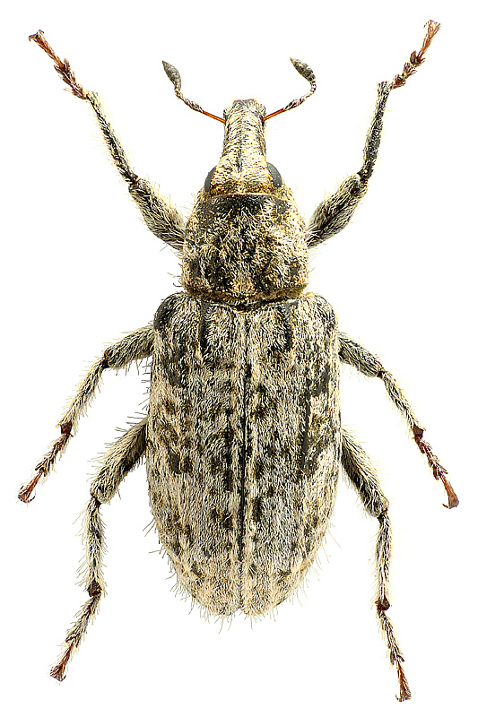 Chromonotus pilosellus (Fahraeus, 1840)</b> - det. .. 
