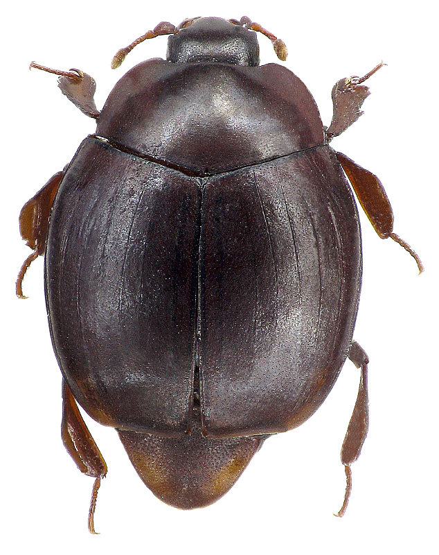 Dendrophilus pygmaeus L.