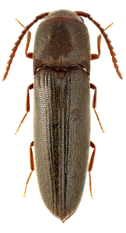 Dirrhagofarsus attenuatus (Makl.)