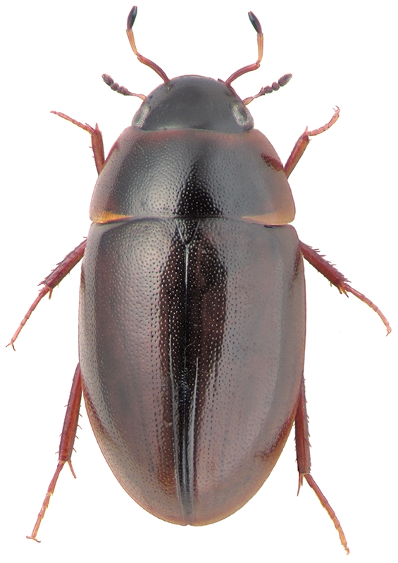 Enochrus affinis Thunb.