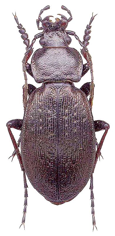 Carabus (Morphocarabus) chaudoiri czadanicus Obydov, 1997 (scanography)