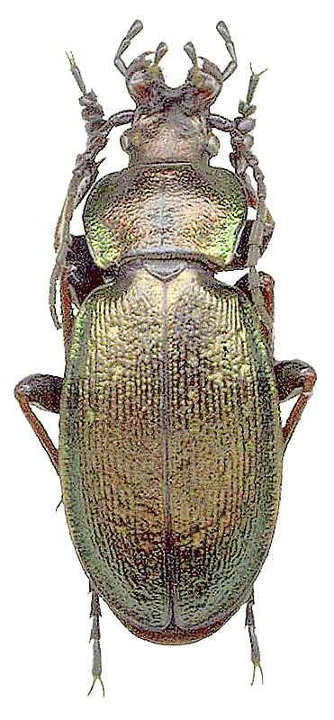 Carabus (Morphocarabus) juliae Obydov, 2002