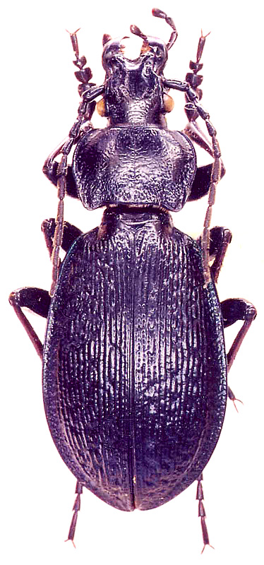 arabus (Morphocarabus) odoratus jacuticus Obydov, 2002