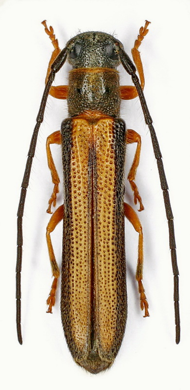  
Oberea scutellaroides (Breuning, 1947) - M. Danilevsky det. 

