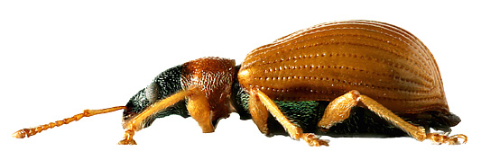 Phyllobius (Parnemoicus) armeniacus Kirsch, 1879