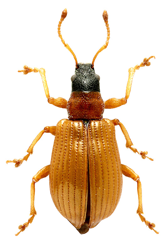 Phyllobius (Parnemoicus) armeniacus Kirsch, 1879