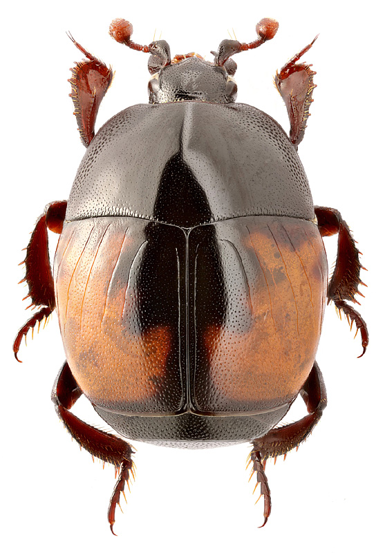 Saprinus maculatus (Rossi)