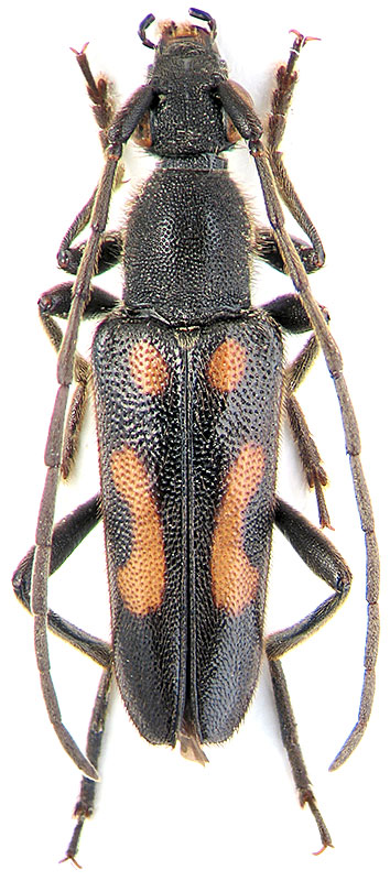 Anoplodera sexguttata F.