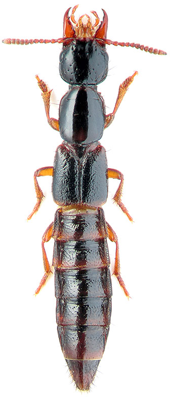 Atrecus pilicornis Payk.