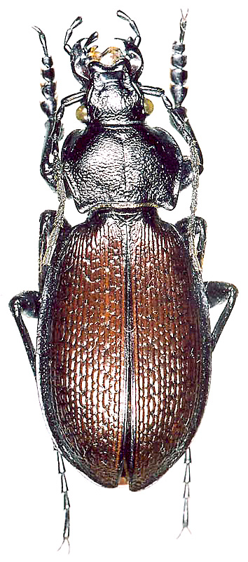 Carabus (Morphocarabus) aeruginosus aeruginosus Fischer von Waldheim, 1822