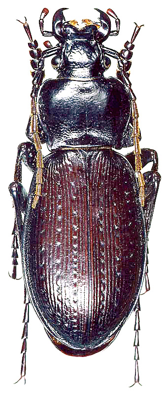 Carabus (Morphocarabus) spasskianus putus Motschulsky, 1846