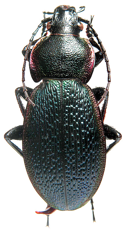 Carabus (Morphocarabus) excellens Fabricius, 1798