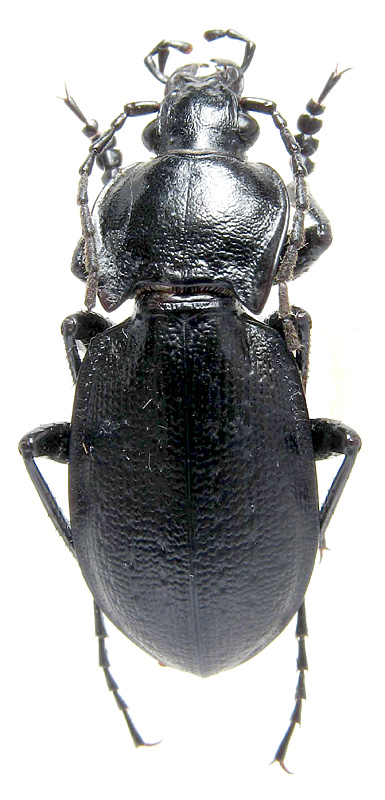 Carabus (Trachycarabus) scabriusculus inapertus Motschulsky, 1850