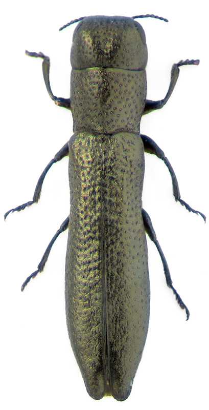Cylindromorphus filum Gyll.