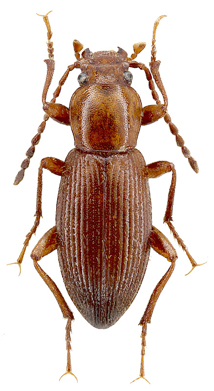 Eustenomacidius hirtipennis Seidl.