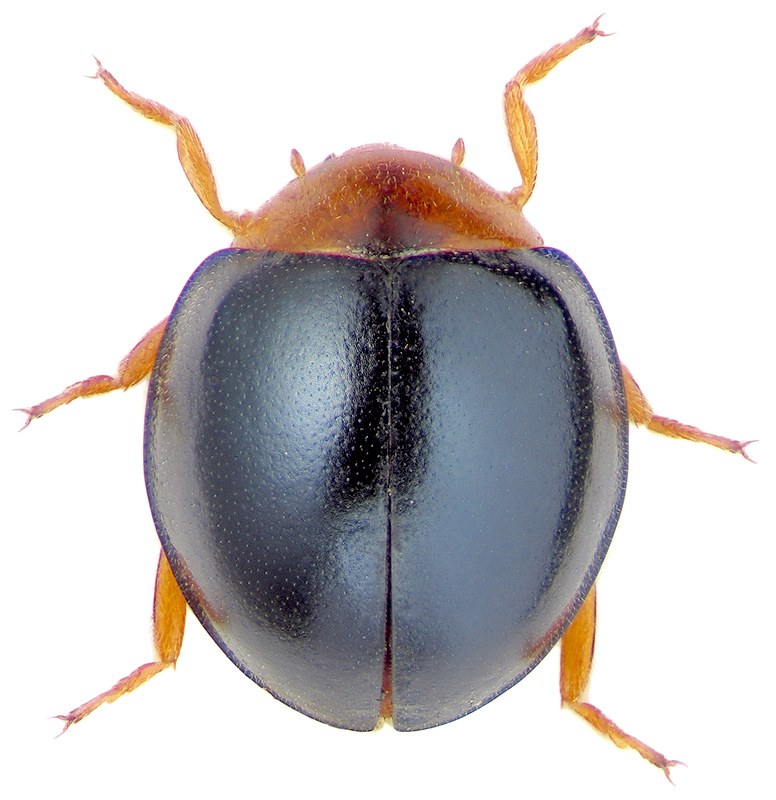 Parexochomus melanocephalus Zubk.