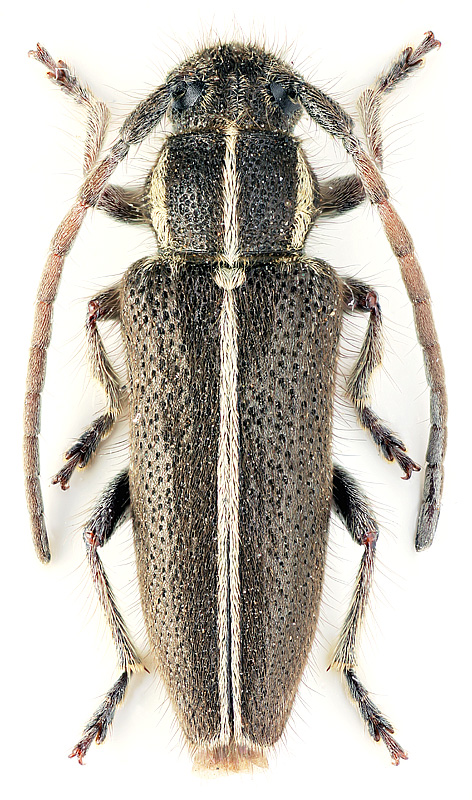 Phytoecia (Paracoptosia) ganglbaueri (Pic,1951)