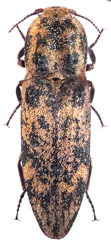 Danosoma fasciata (L., 1758)