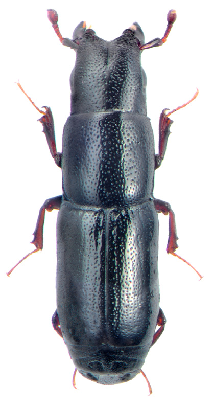 Niponius osoriiceps