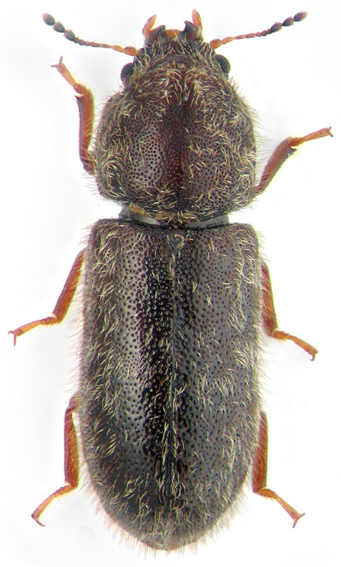Nipponocis longisetosus Nobuchi