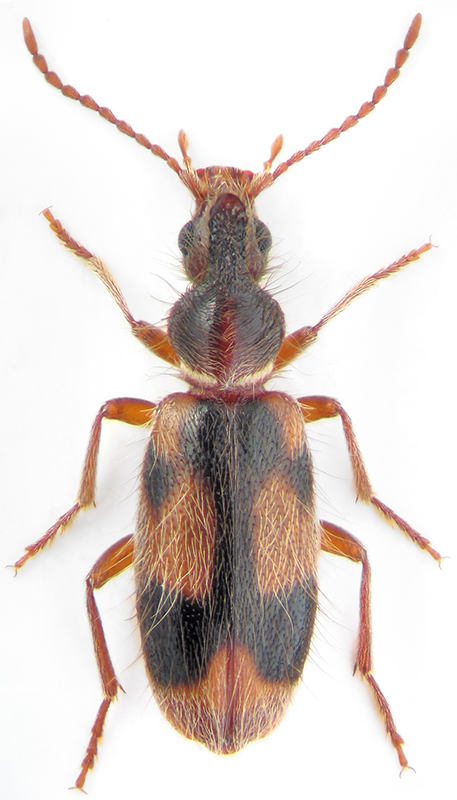 Notoxus caucasicus Pic