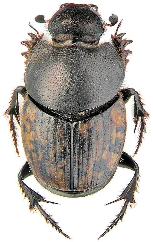 Onthophagus nuchicornis L.