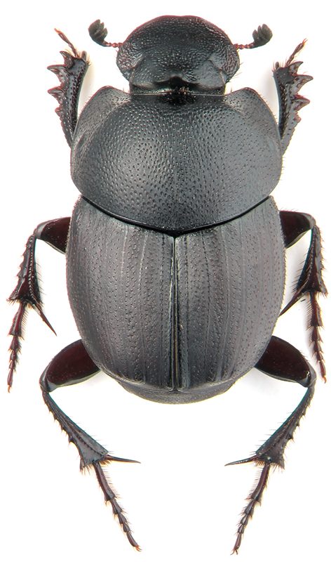 Onthophagus uniformis Heyd.