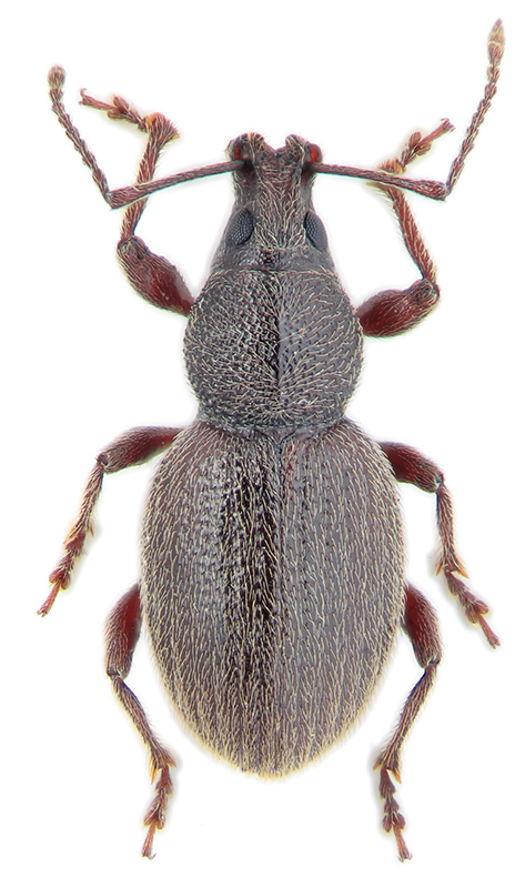 Otiorhynchus velutinus Germ.