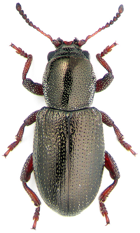 Pachnephorus cylindricus Luc.