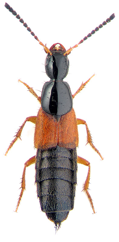 Philonthus rubripennis Steph.