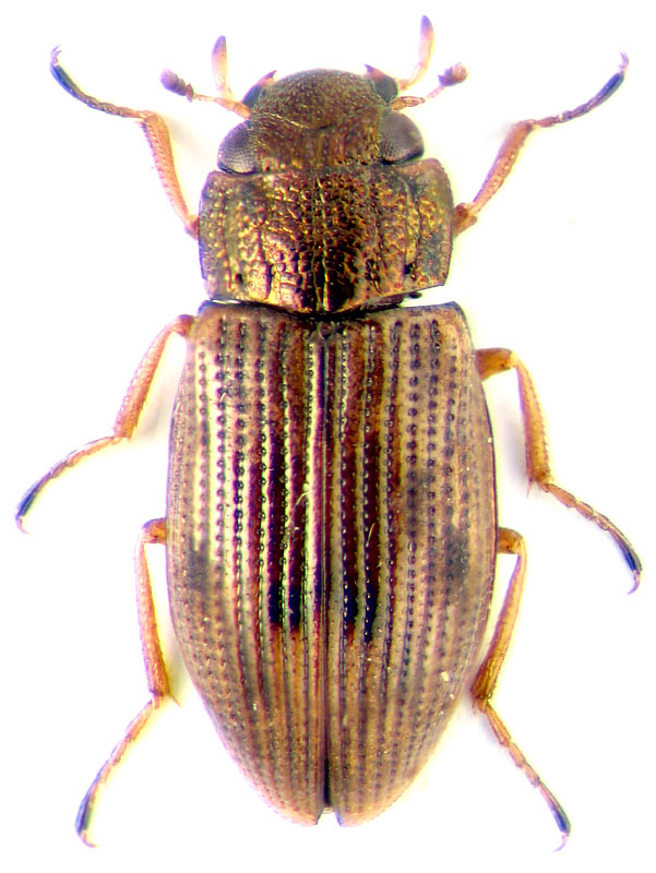 Helophorus (Rhopalohelophorus) granularis (Linnaeus, 1760)