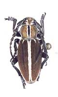 Iberodorcadion (Hispanodorcadion) circumcinctum var. ochraceum