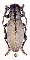 Iberodorcadion (Hispanodorcadion) bolivari ab. grisescens