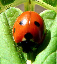    Coccinella septempunctata L. (Coccinellidae) -   