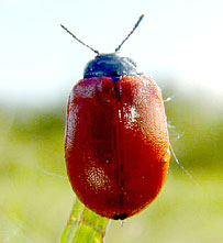   -   Chrysomela populi L. (Chrysomelidae) -   